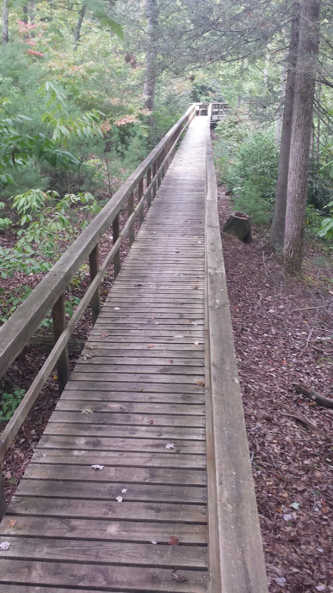 Long wood walkway with handrails built through the woods in Silver Lake